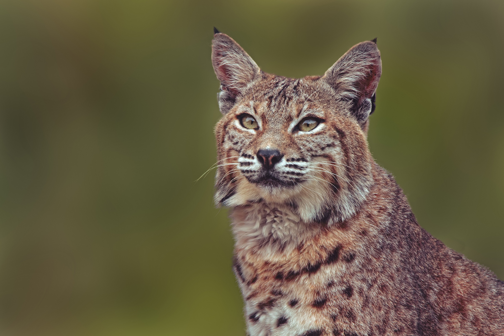 Bobcat at CALM Zoo