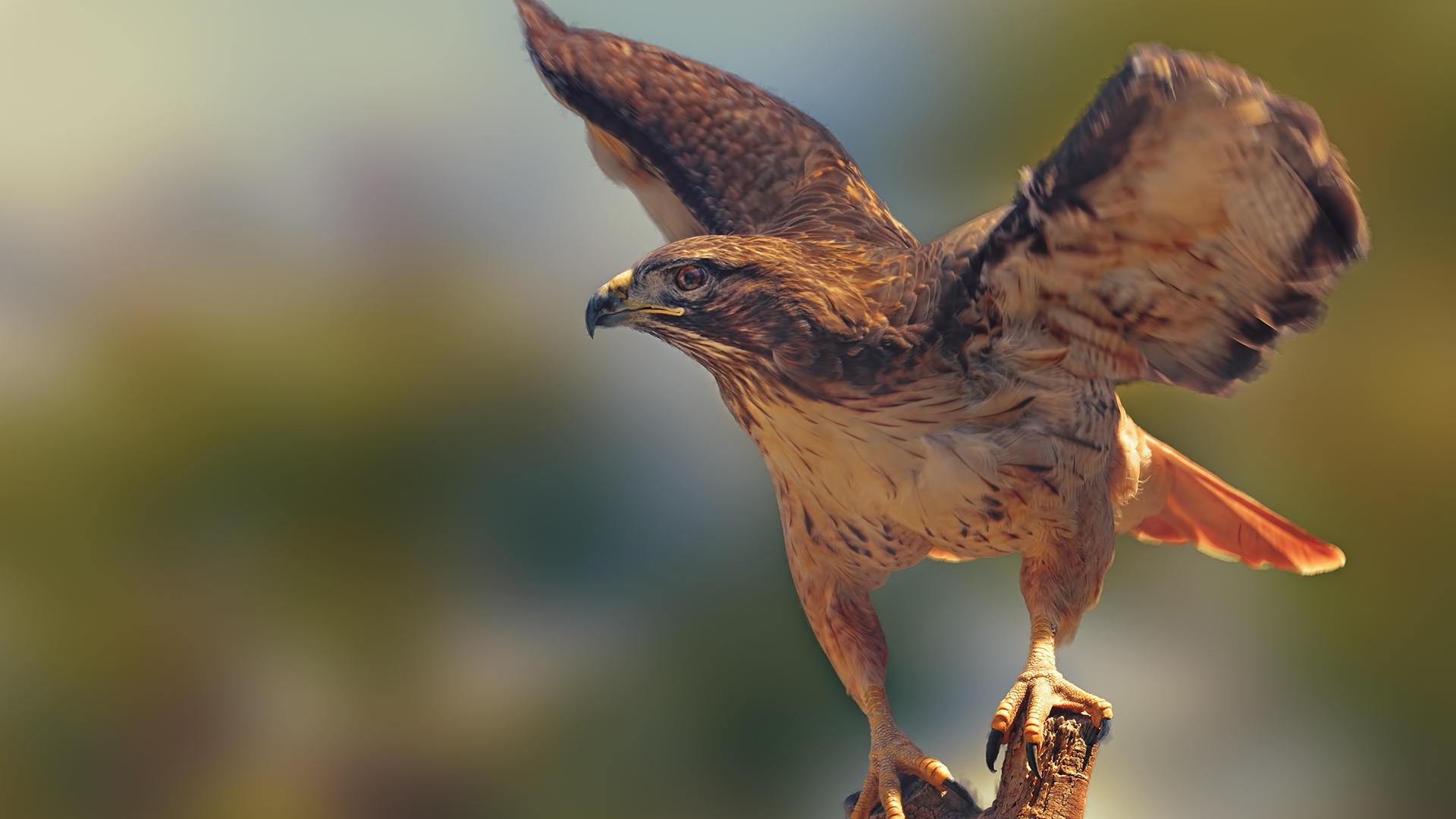 Golden Eagle at CALM Zoo