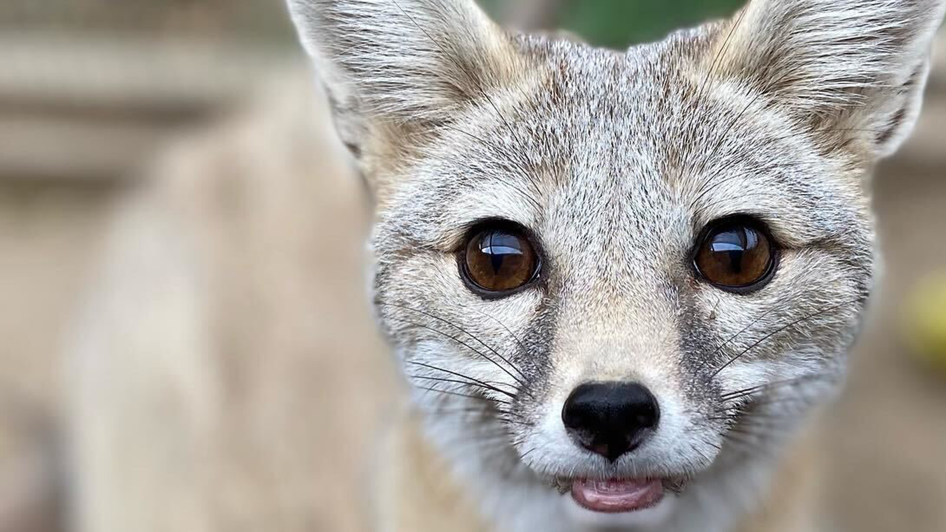 Fox at CALM Zoo