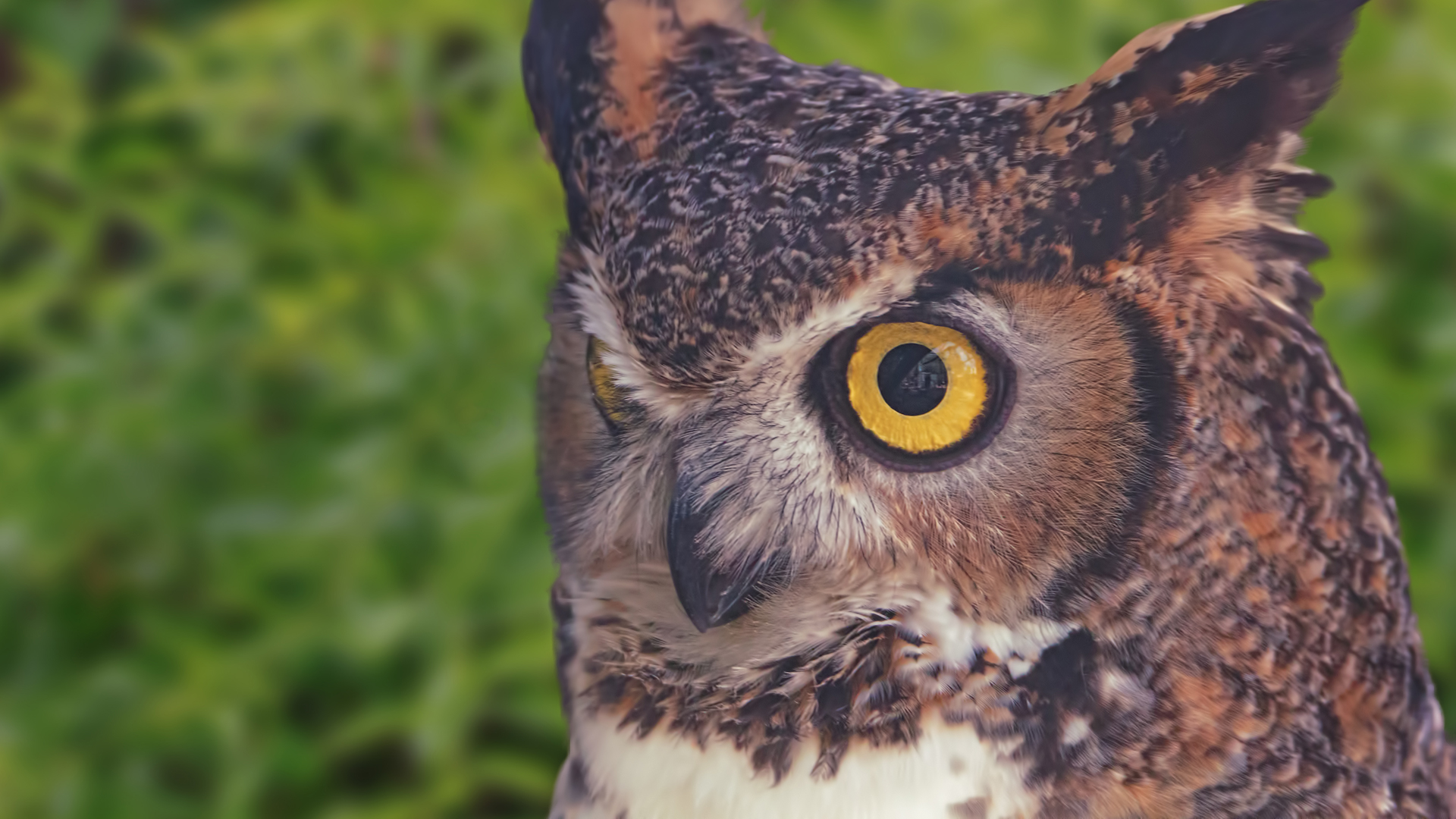 Owl at CALM Zoo