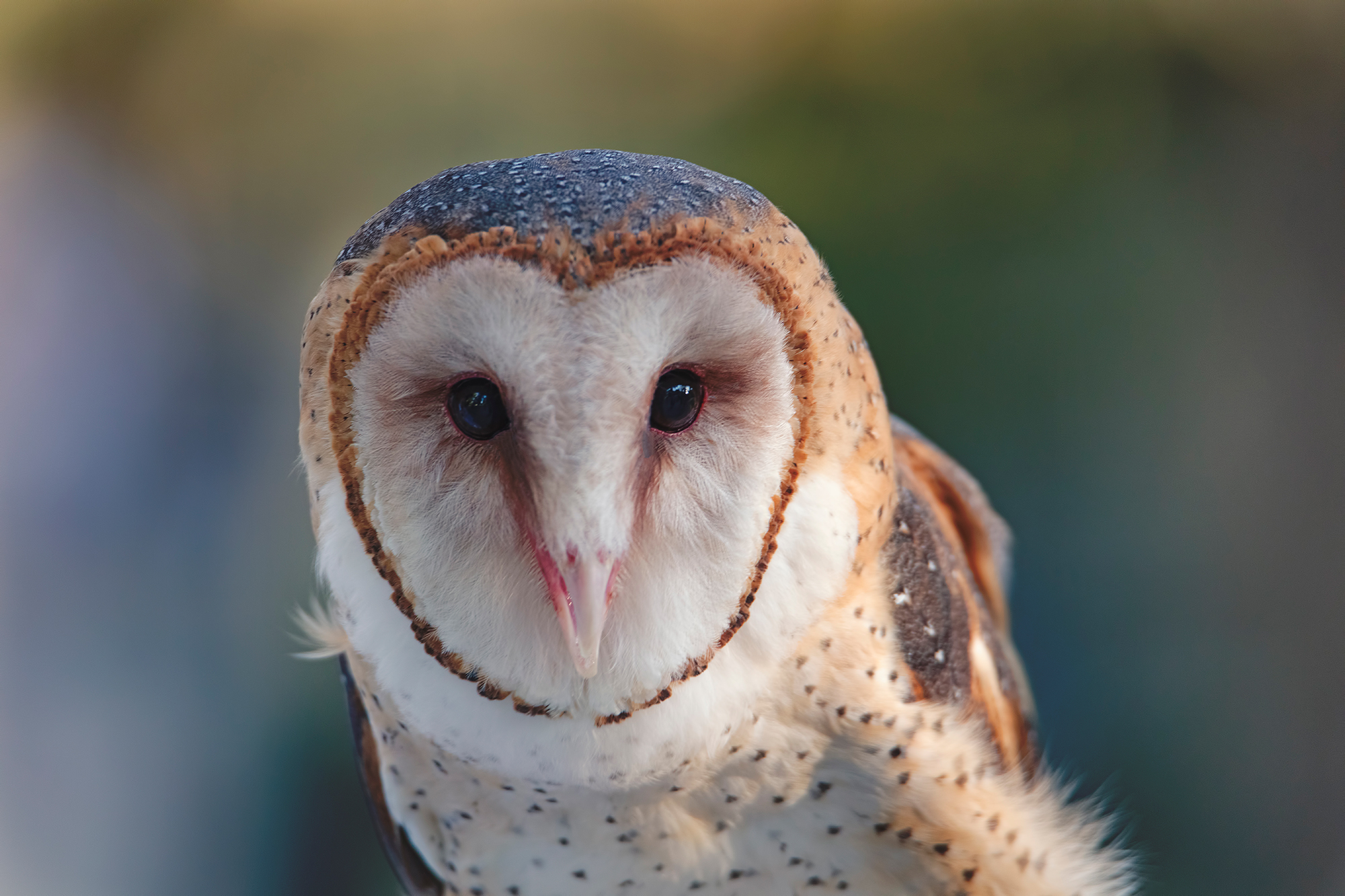 barn-owl-california-living-museum