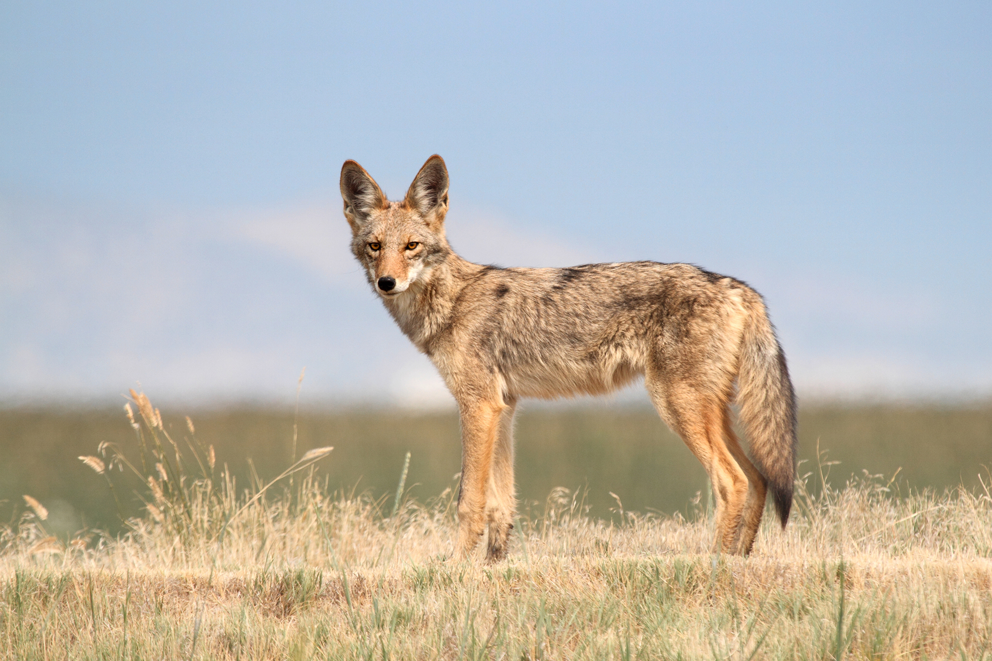Coyote California Living Museum