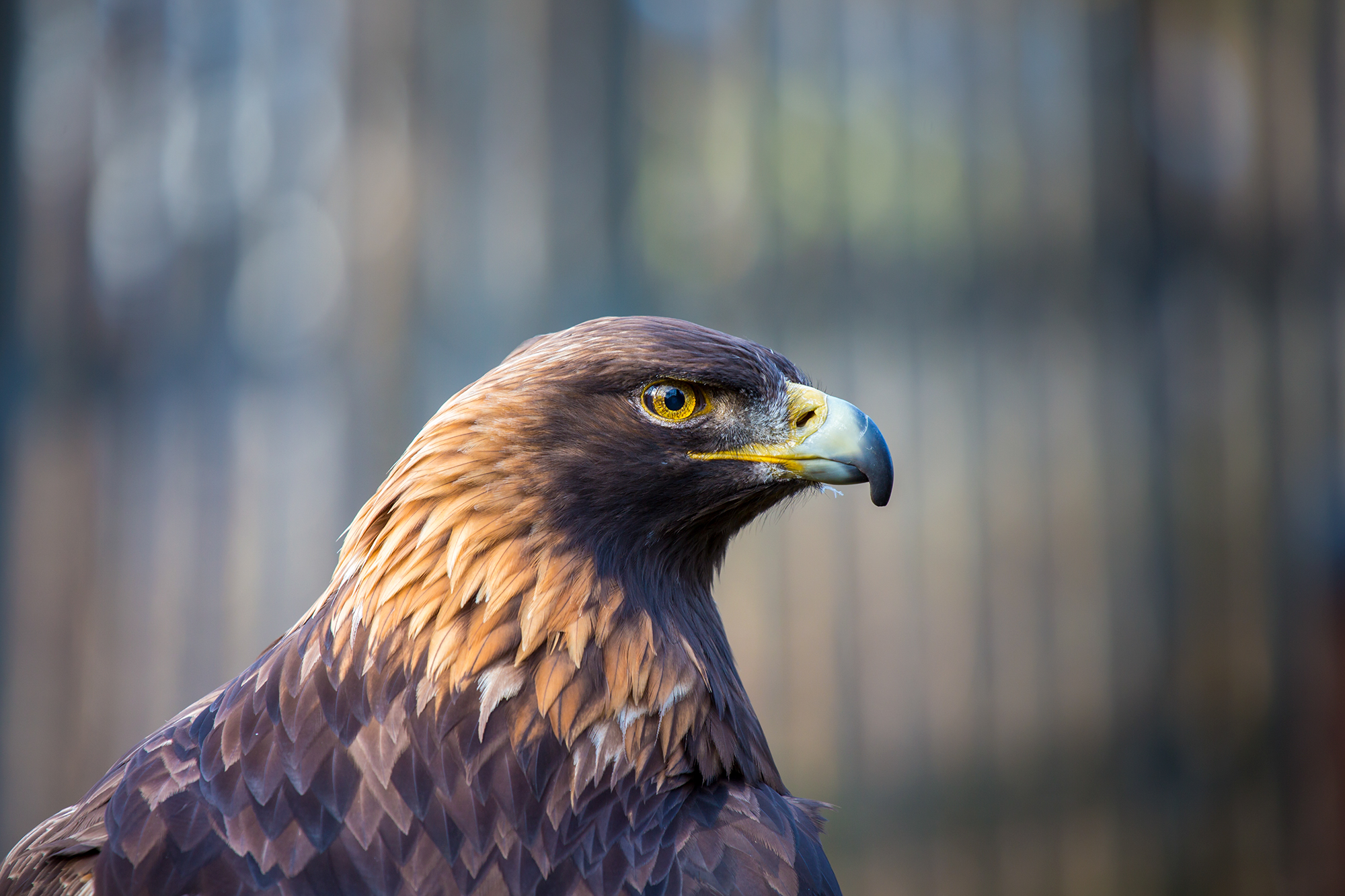 Golden Eagle | California Living Museum