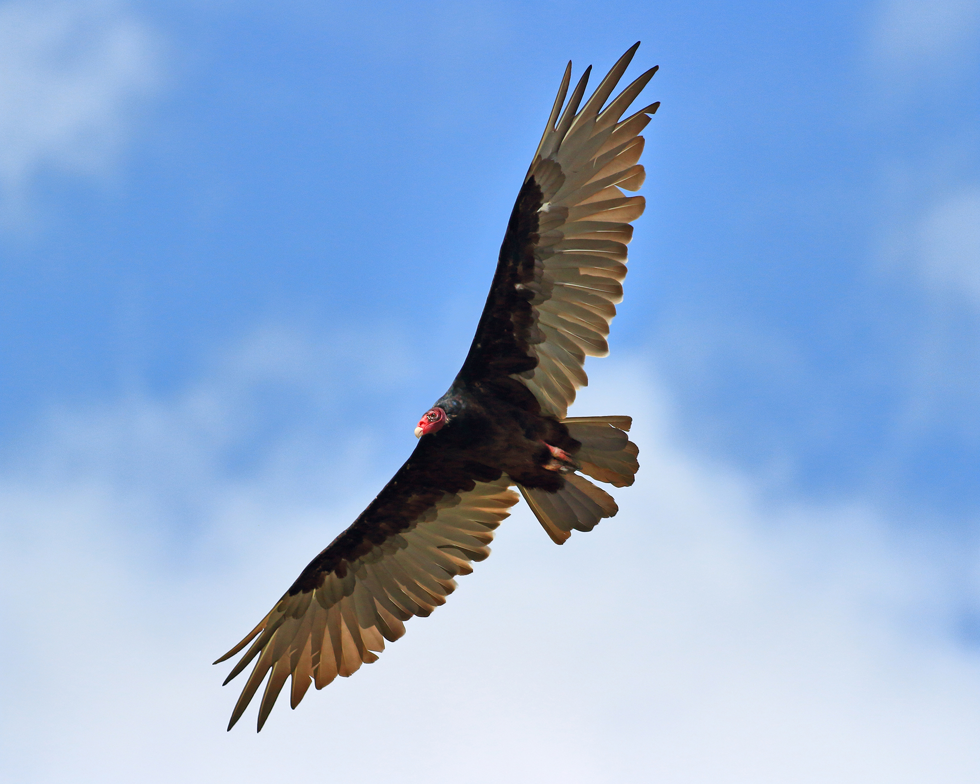 Desert Turkey Vulture