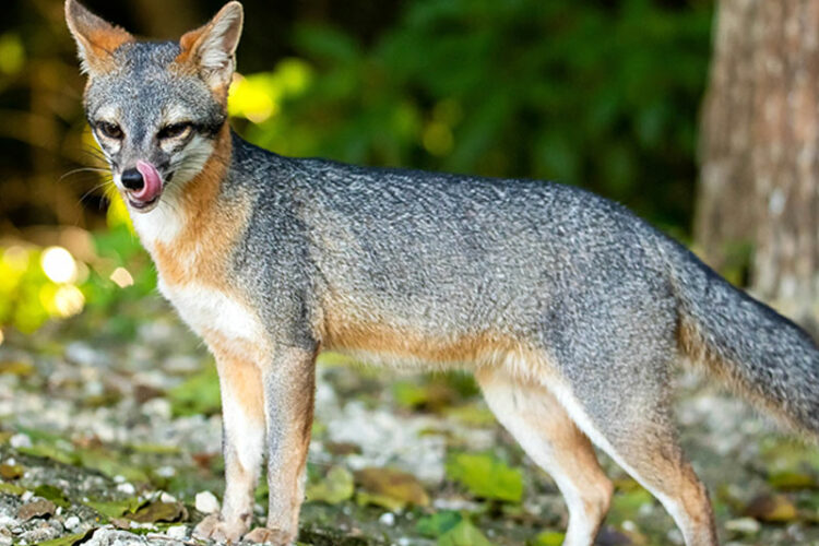 Gray Fox | California Living Museum