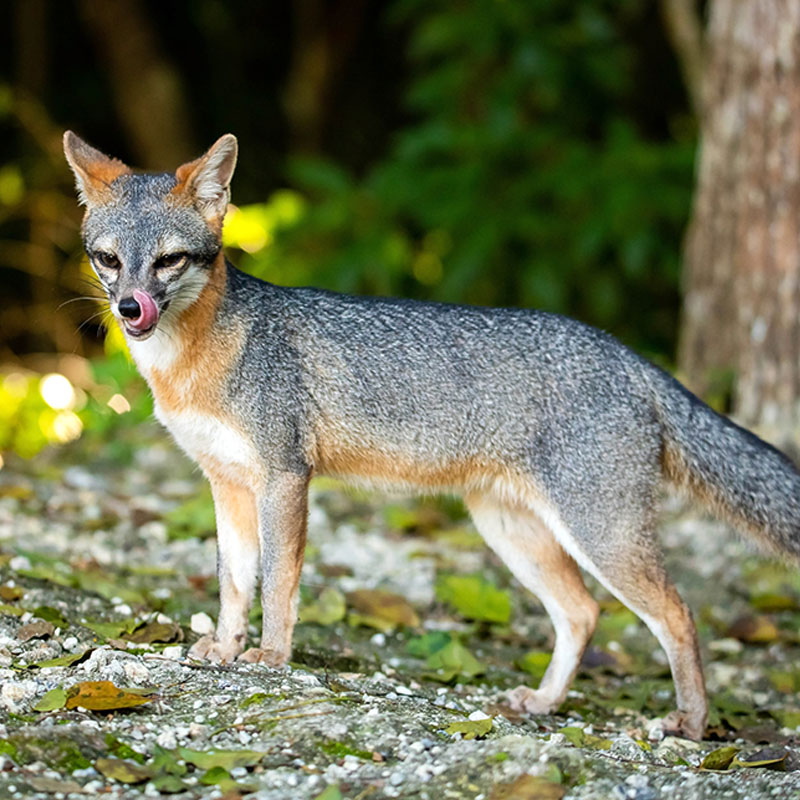 Click to learn more about the Gray Fox