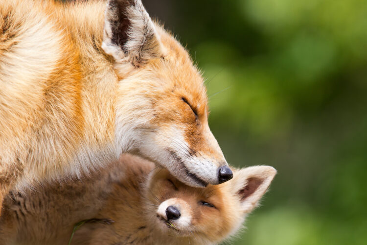 Red Fox | California Living Museum