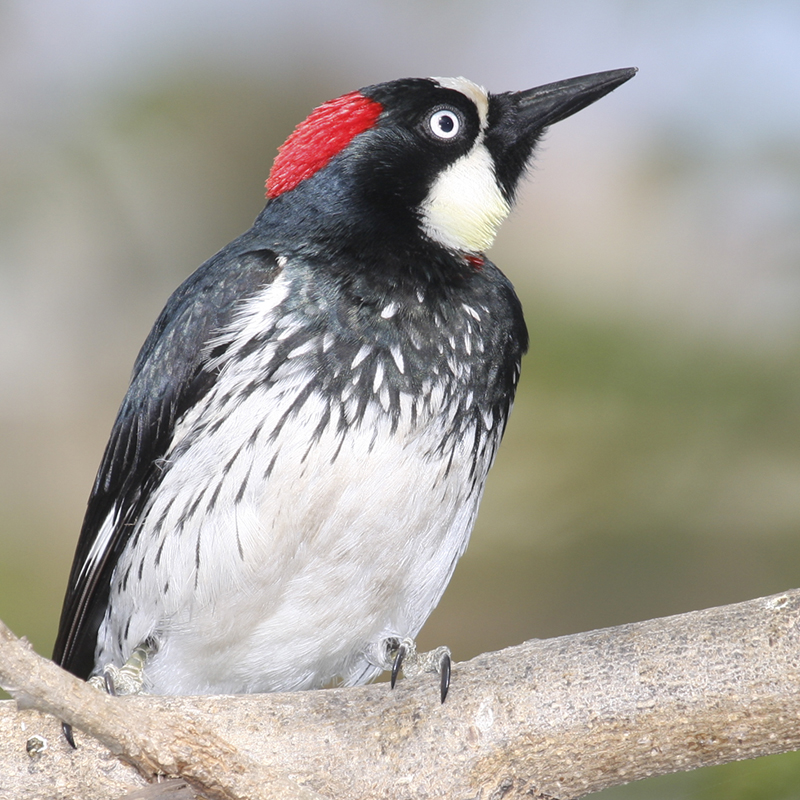 Click to learn more about the Acorn Woodpecker
