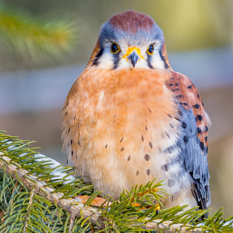 Click to learn more about the American Kestrel