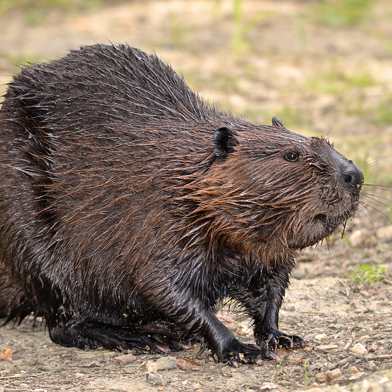 Click to learn more about the American Beaver