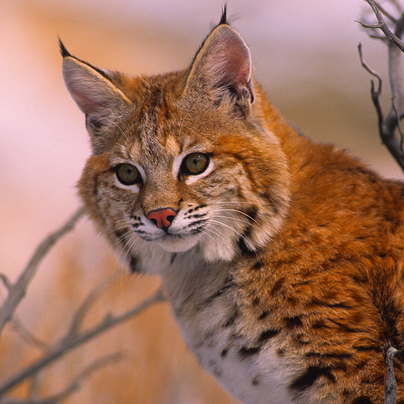 Click to learn more about the Bobcat