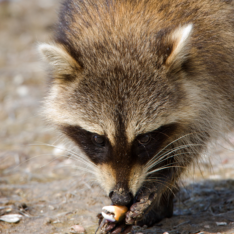 Click to learn more about the Raccoon