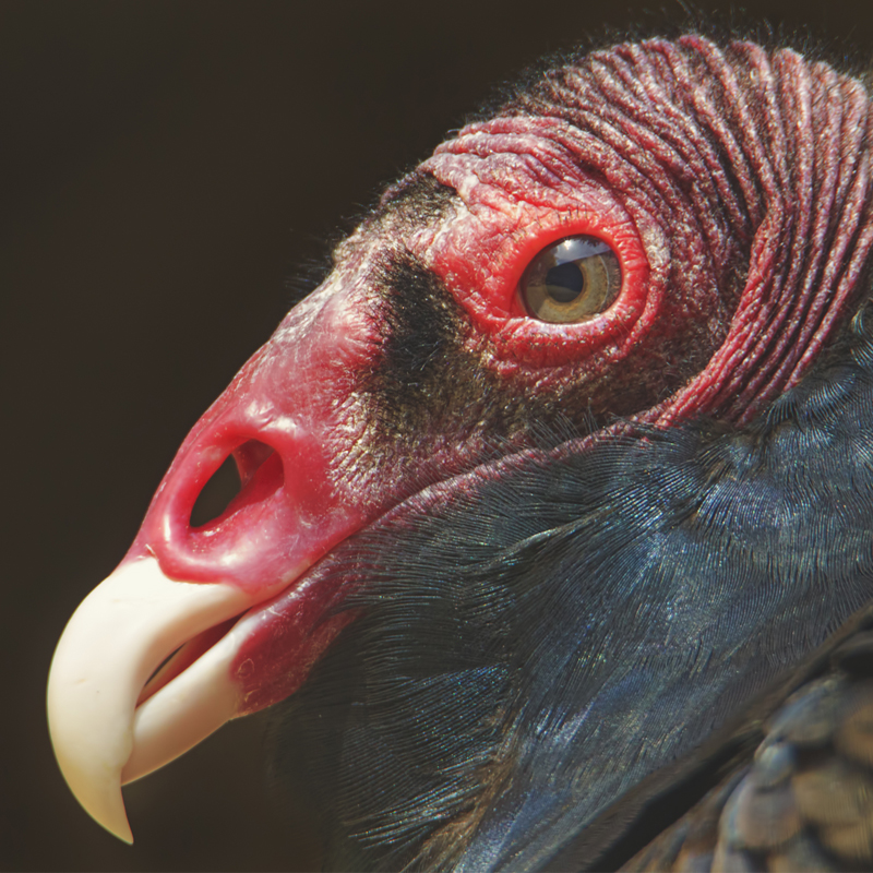 Click to learn more about the Turkey Vulture
