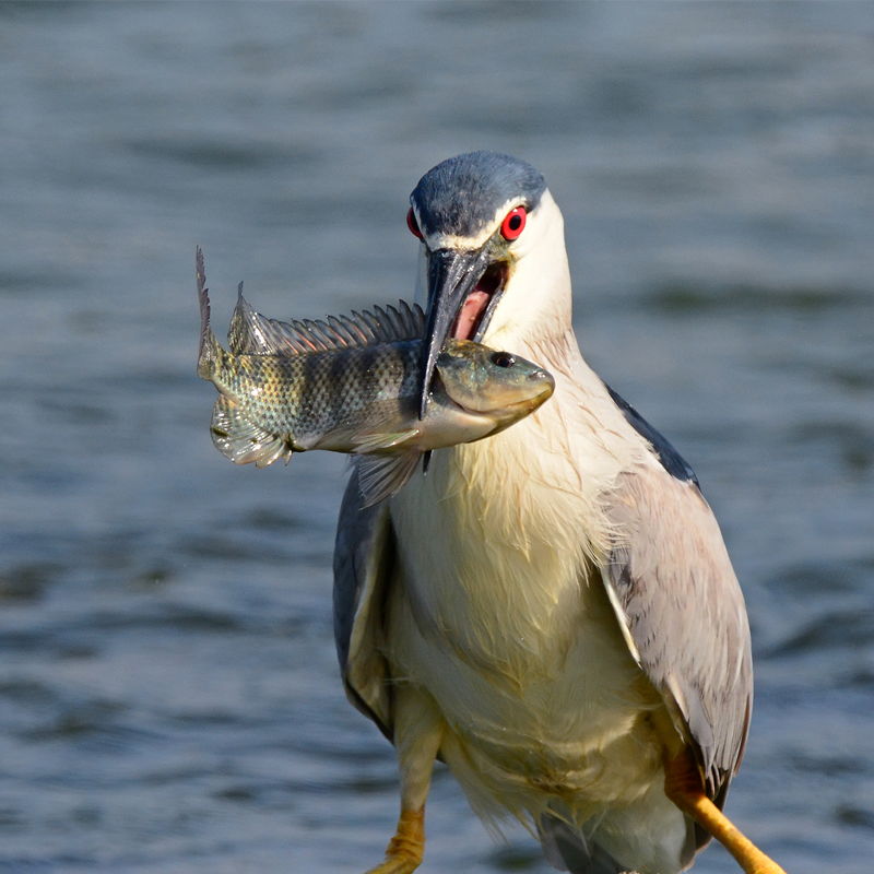 Click to learn more about the Black-Crowned Night Heron