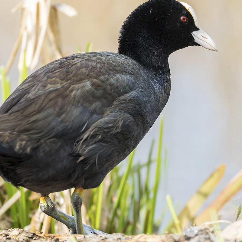 Click to learn more about the American Coot