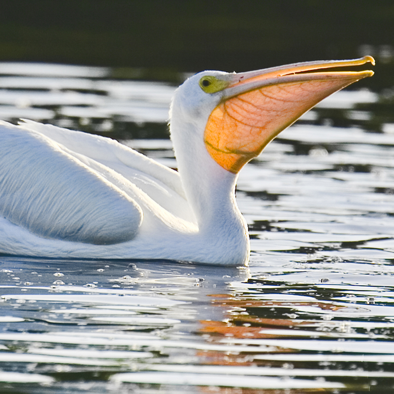 Click to learn more about the American White Pelican