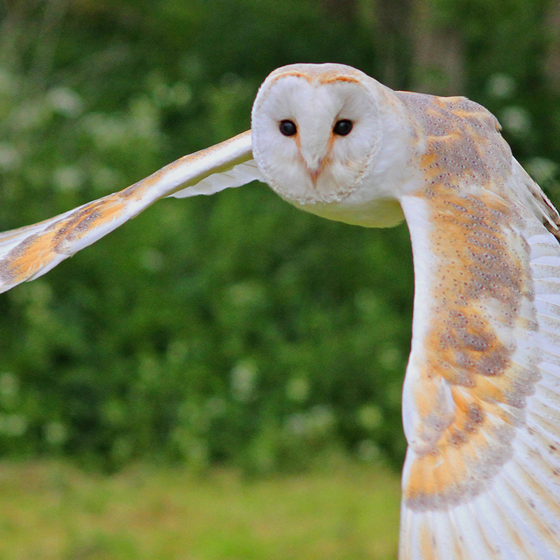 Click to learn more about the Barn Owl