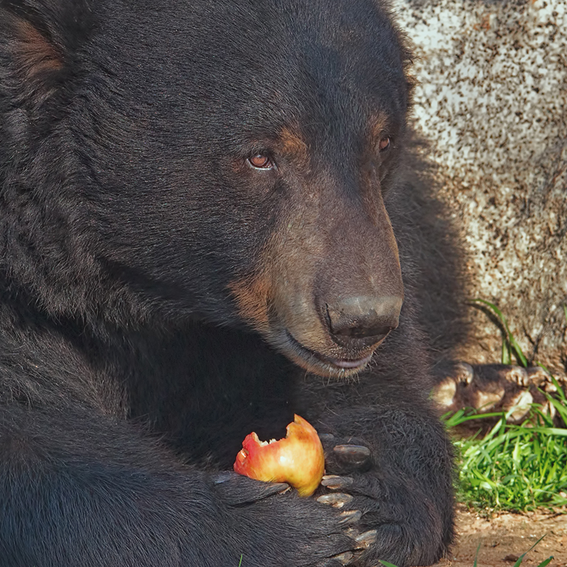 Click to learn more about the Black Bear