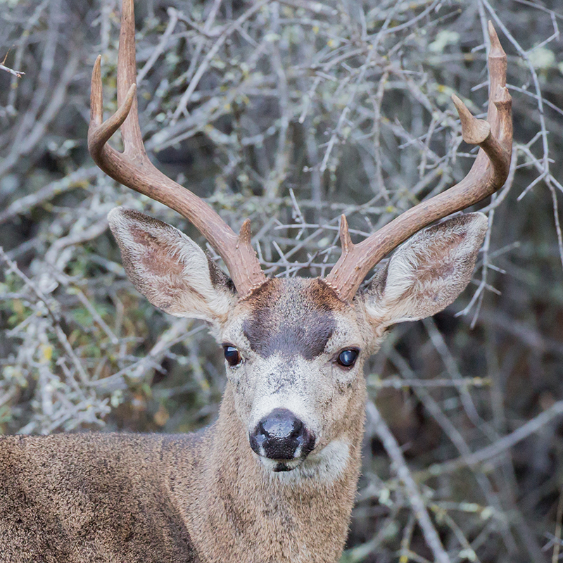 Click to learn more about the Black Tailed Mule Deer