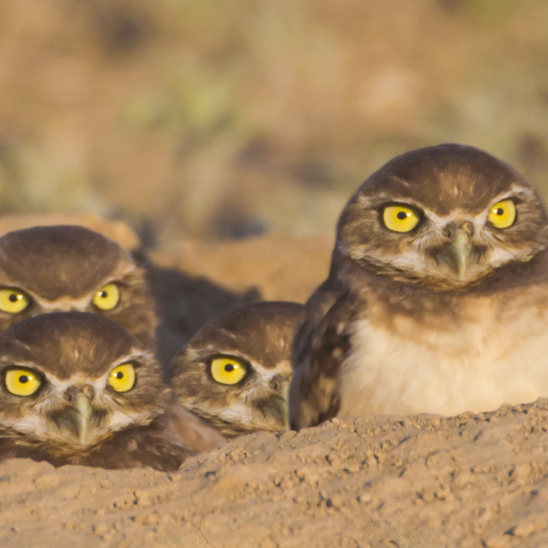 Click to learn more about the Burrowing Owl