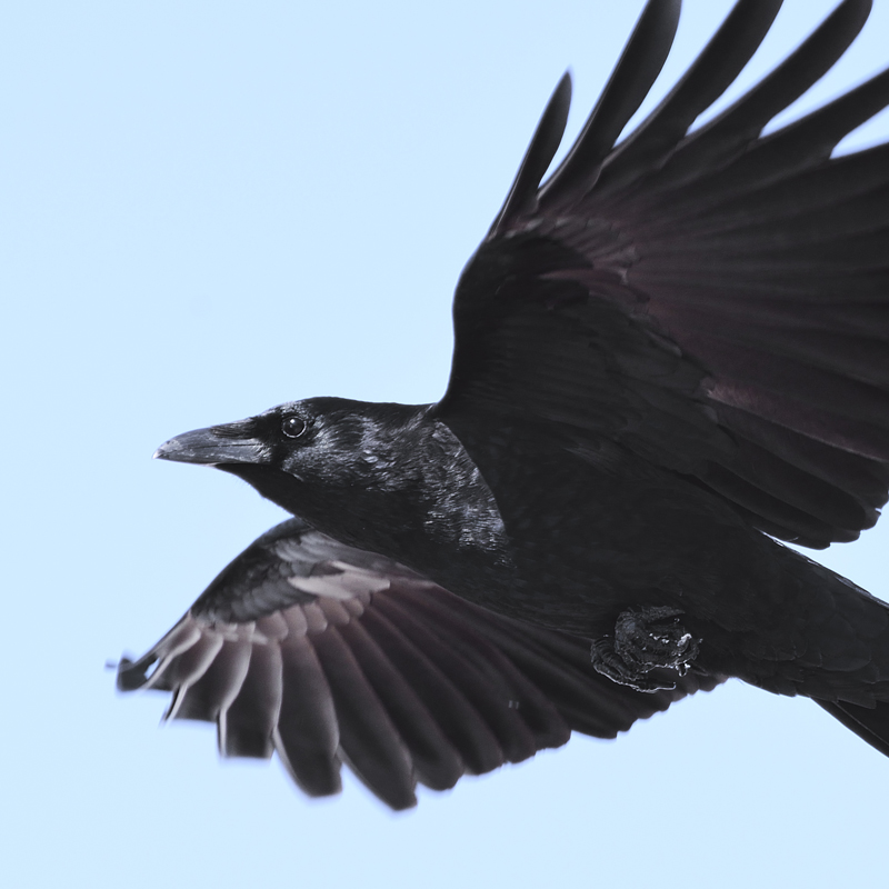 Click to learn more about the Crow