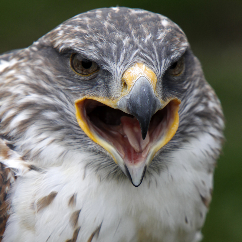 Click to learn more about the Ferruginous Hawk