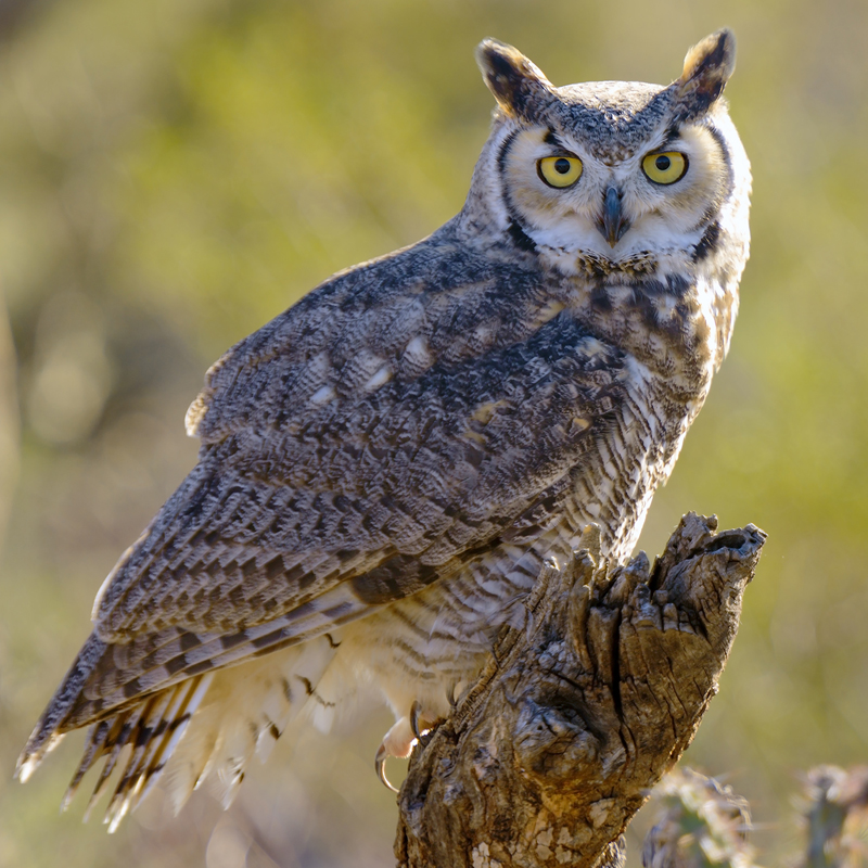 Click to learn more about the Great Horned Owl