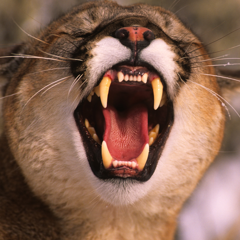 Click to learn more about the Mountain Lion