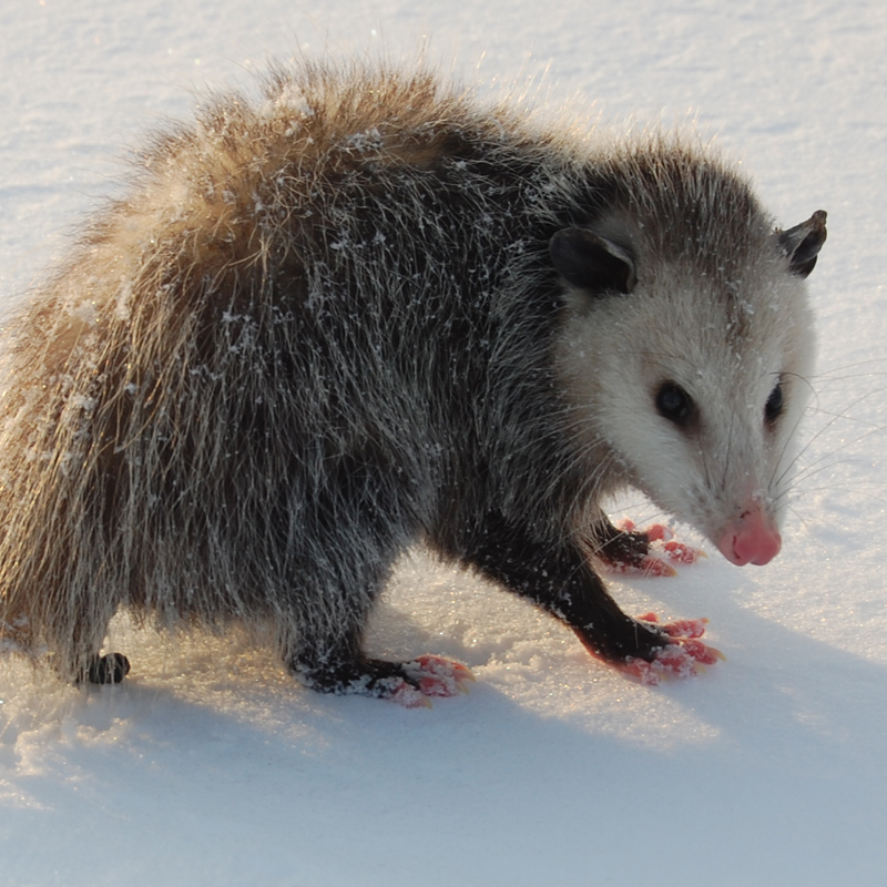 Click to learn more about the Opossum