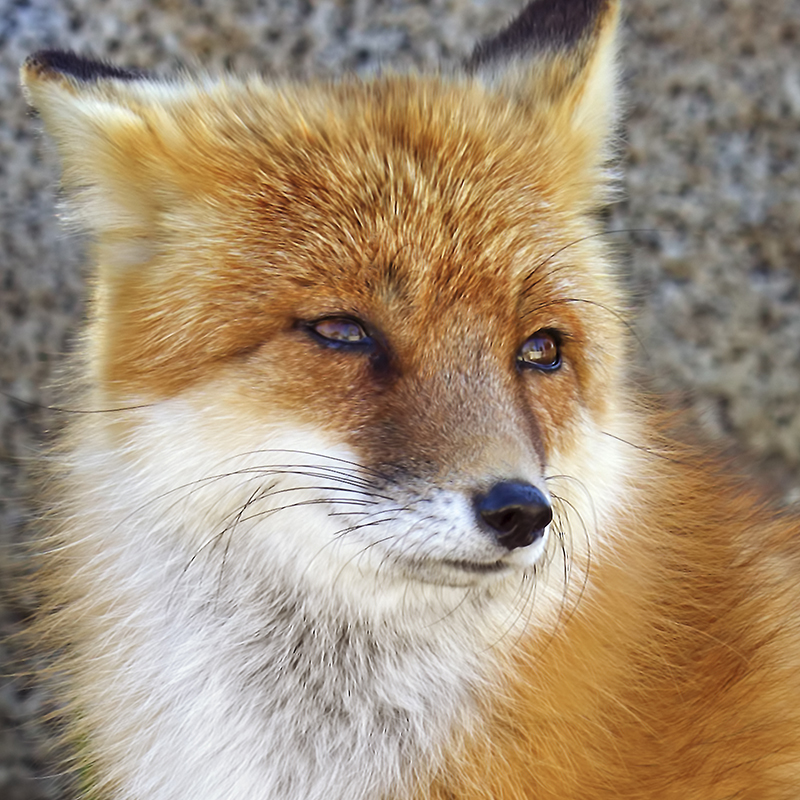 Click to learn more about the Red Fox