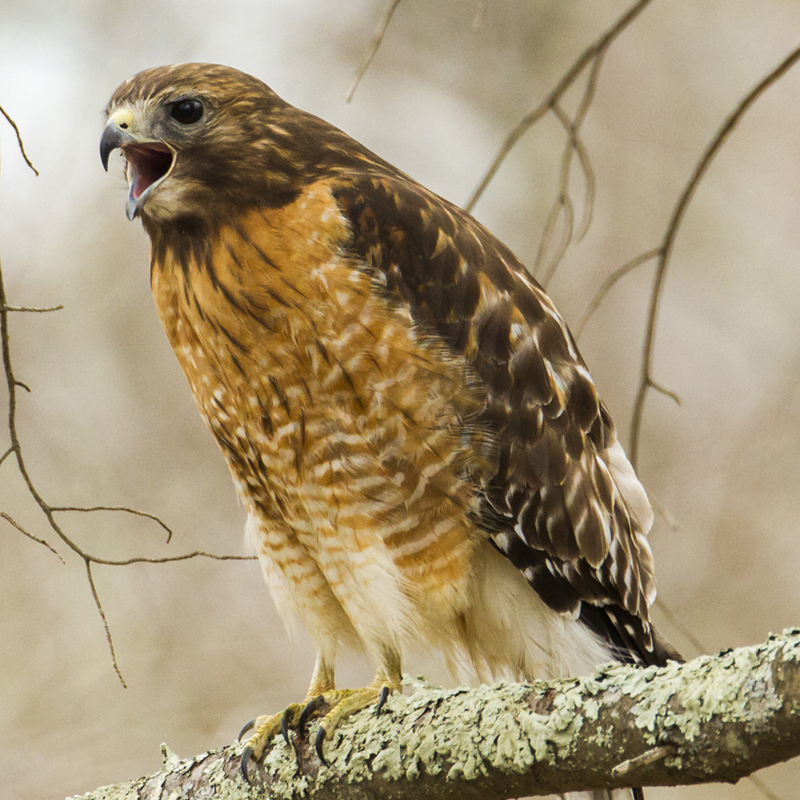 Click to learn more about the Red Shouldered Hawk