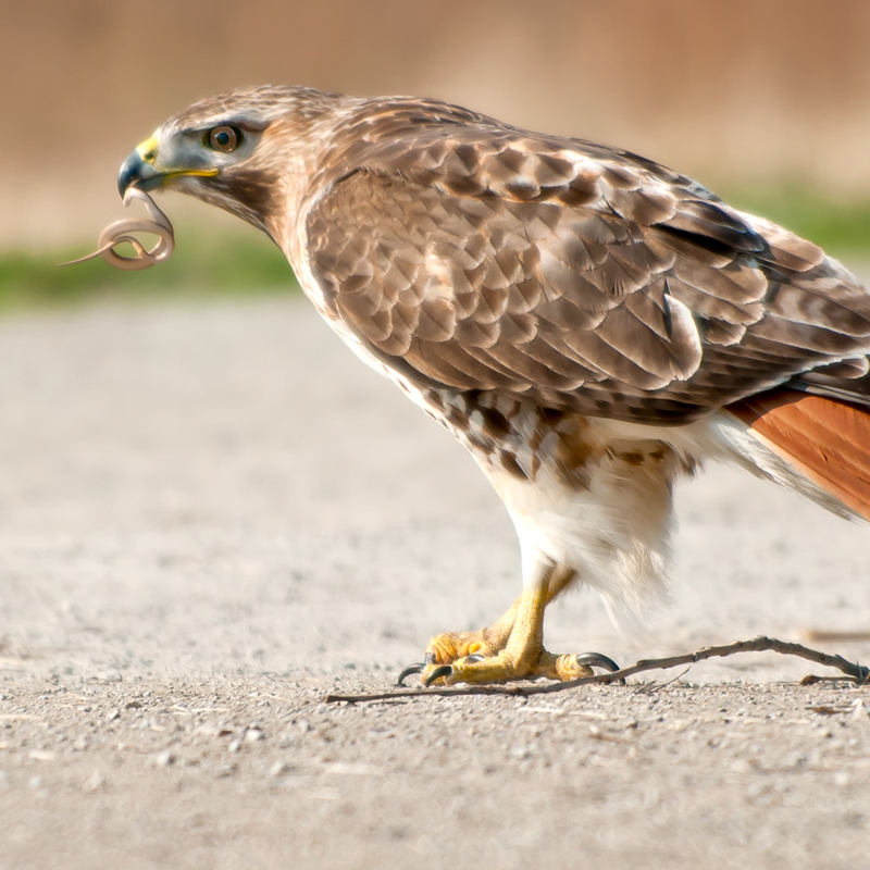 Click to learn more about the Red-Tailed Hawk