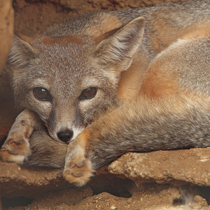 Click to learn more about the San Joaquin Kit Fox