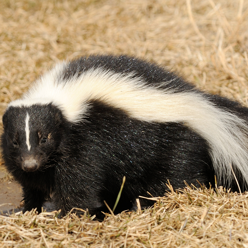 Click to learn more about the Striped Skunk