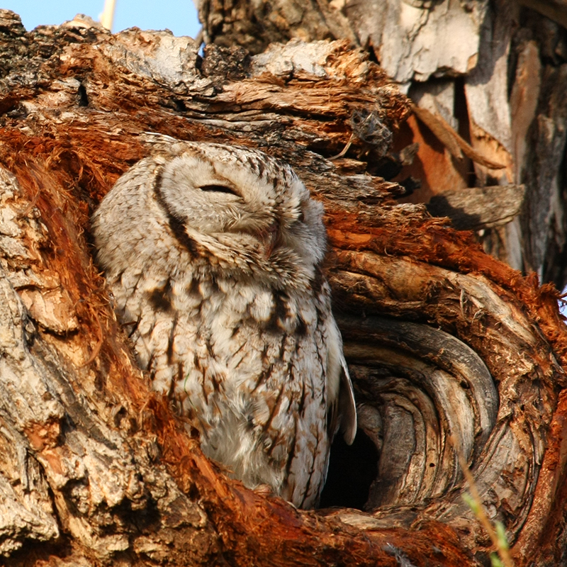 Click to learn more about the Western Screech Owl
