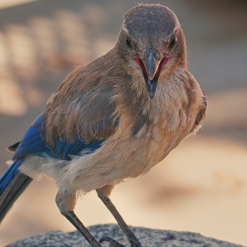 Click to learn more about the Western Scrub-Jay