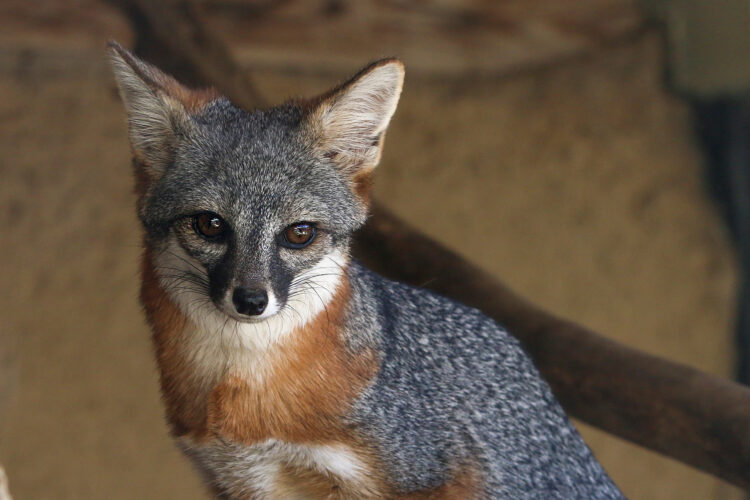 Island Fox | California Living Museum