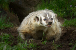 American Badger