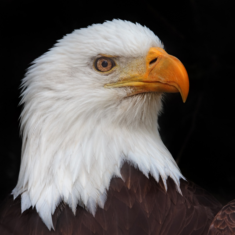 Click to learn more about the Bald Eagle
