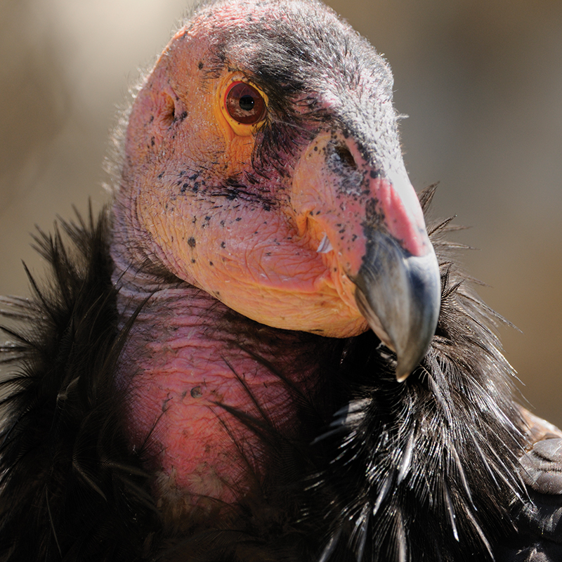 Click to learn more about the California Condor