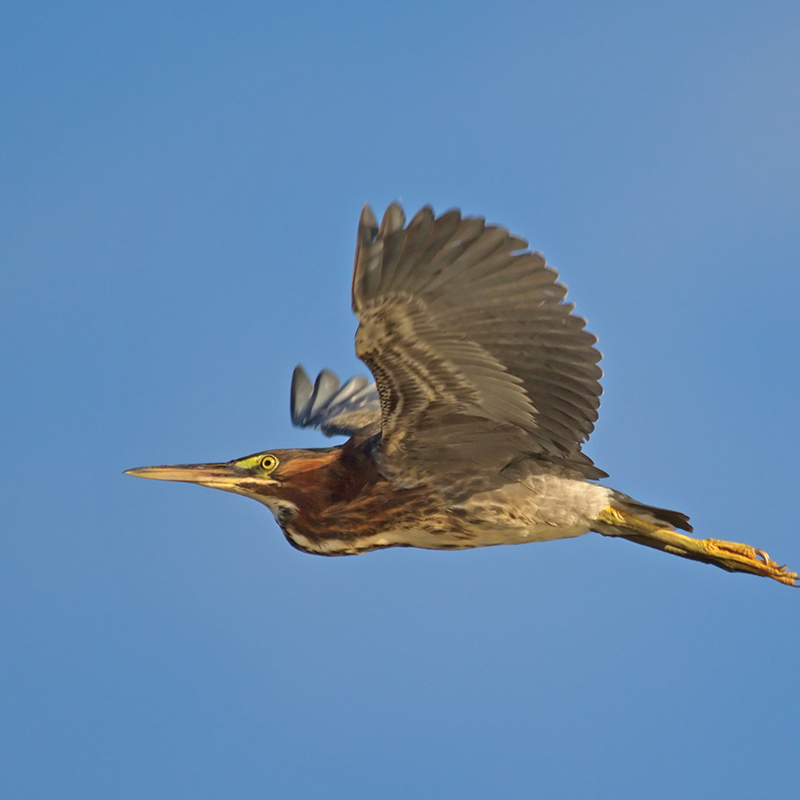 Click to learn more about the Green Heron
