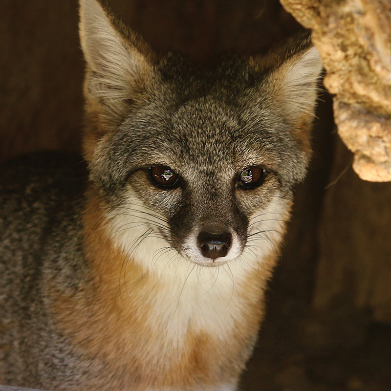 Click to learn more about the Island Fox