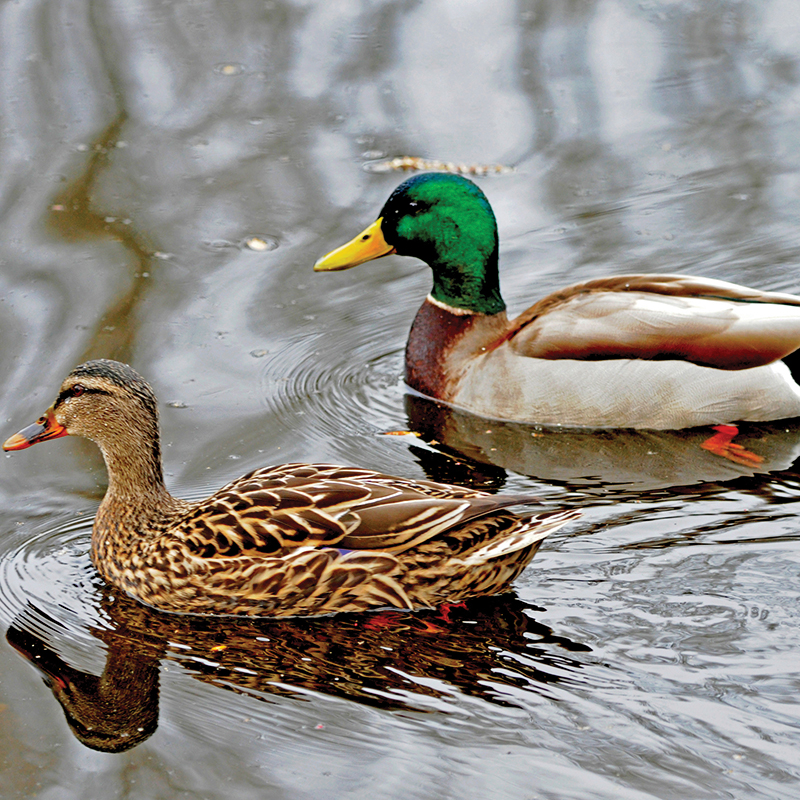 Click to learn more about the Mallard
