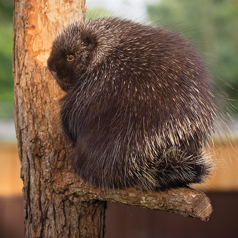 Click to learn more about the Porcupine