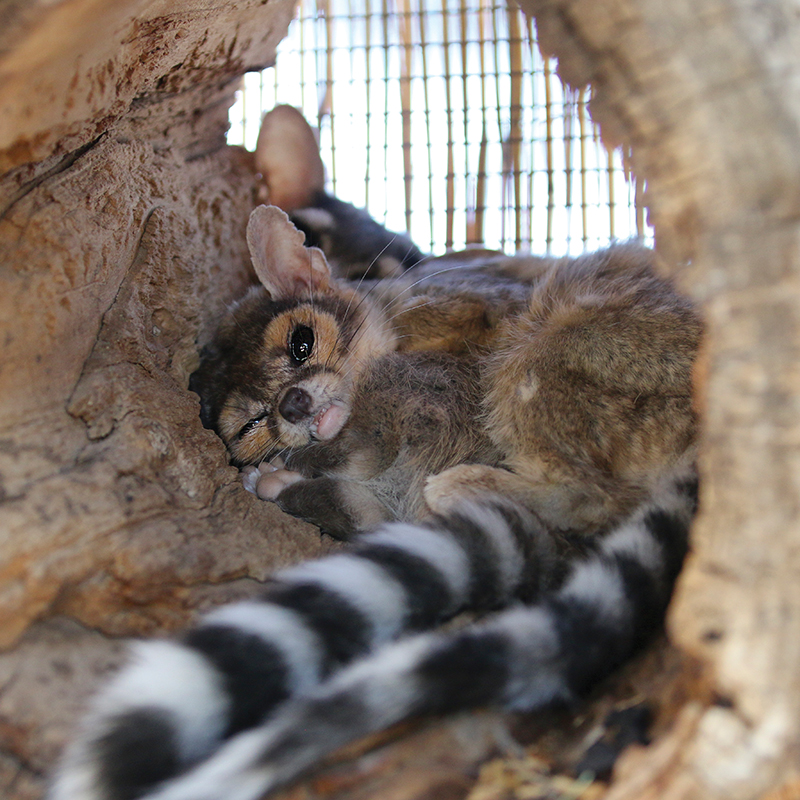Click to learn more about the Ringtail Cat