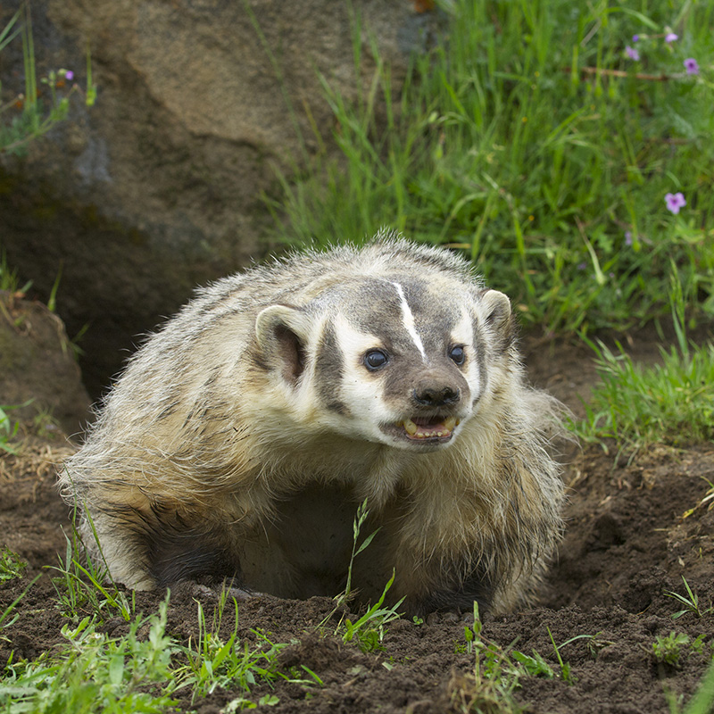 Badger | CALM Zoo