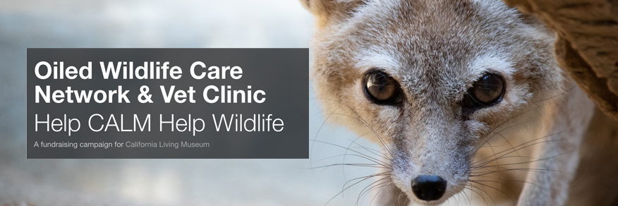 Oiled Wildlife Care Network & Vet Clinic