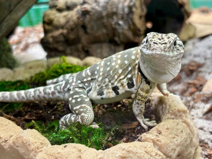 Reptile Haus