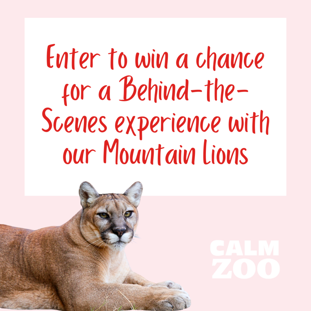 Behind the Scenes with our Mountain Lions Raffle Ticket