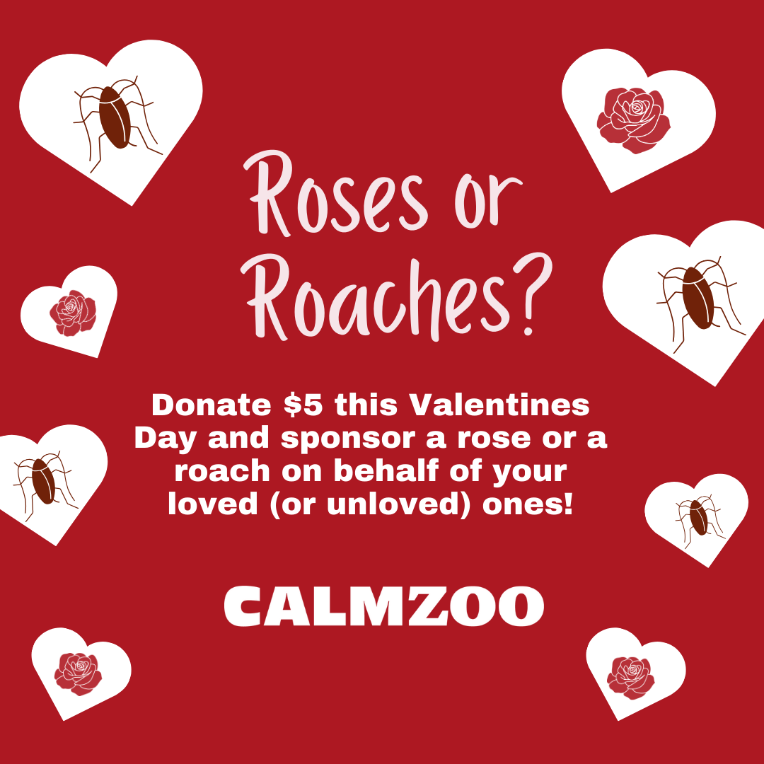 Roses or Roaches Flyer